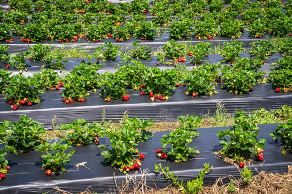 Урожай полуниці можна збільшити за допомогою агроволокна
