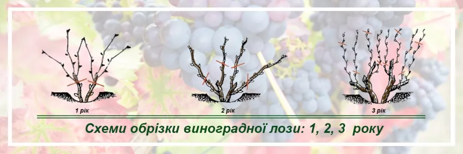 Схема обрезки виноградной лозы в зависимости от возраста культуры.