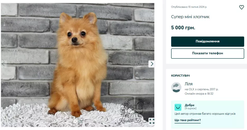 Шпиц за 5 000 грн на OLX.