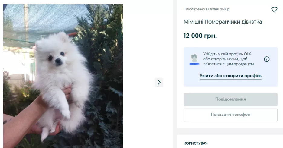 Шпіц за 12 000 грн на OLX.