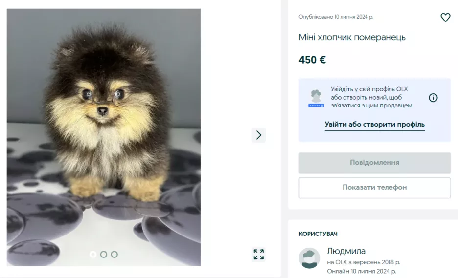 Шпіц за 20 000 грн на OLX.