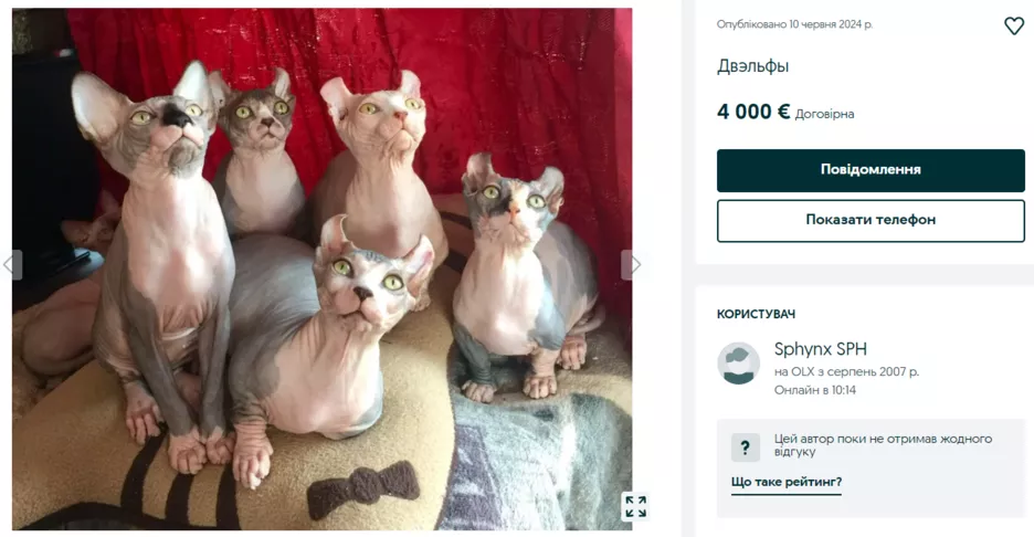 Коти породи двельф.