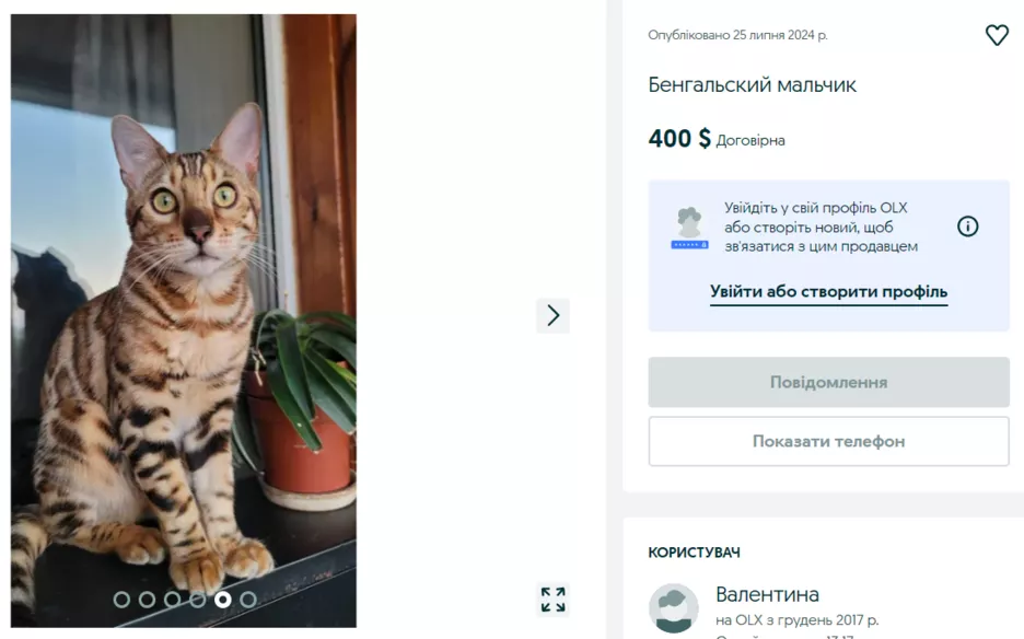 Бенгальська кішка на OLX.