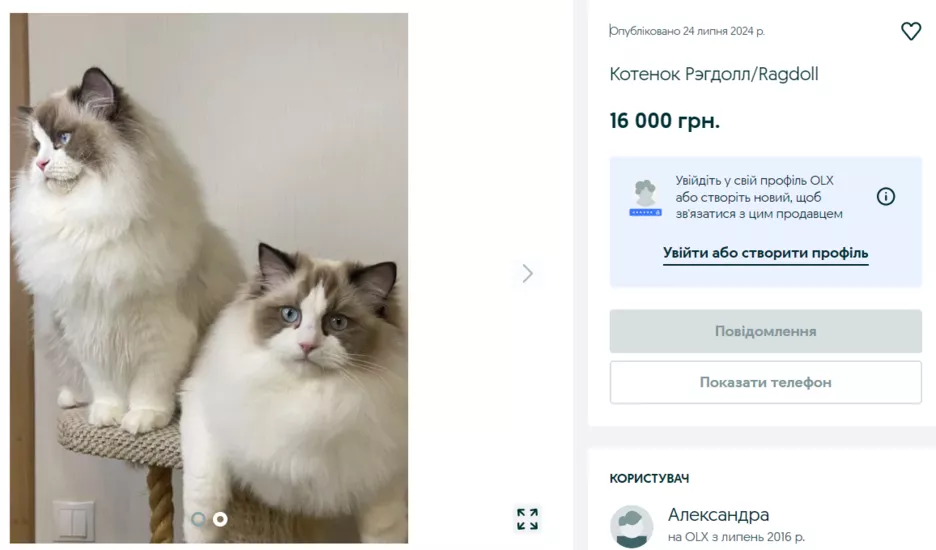 Коти породи редгол.