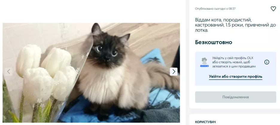 Невская маскарадная кошка на OLX.