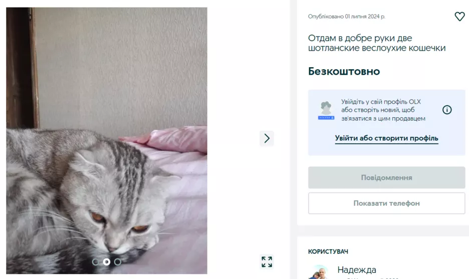 Шотландська висловуха кішка на OLX.